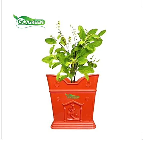 Tulsi pot